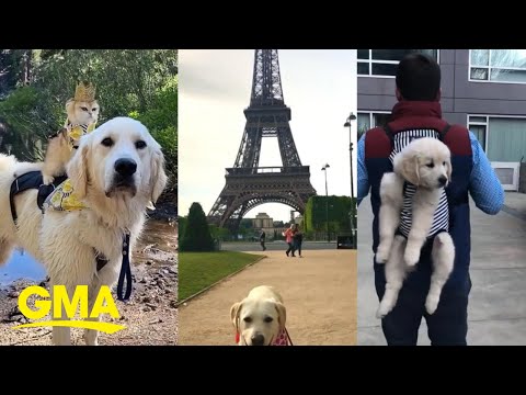 ‘GMA’s’ Pet of the Week: Meet Calvin, Samson and Cleo l GMA