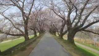 preview picture of video 'Cherry Blossom Path Yawata, Kyoto 4K - DJI Inspire'