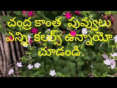 Chandrakanta flowers  enni colours unna Yo chudandi, so beautiful