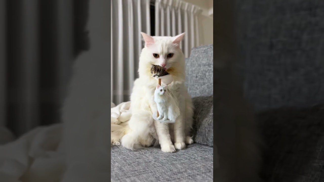 かっこよく編集されたオマヌケさん　 #cat #猫