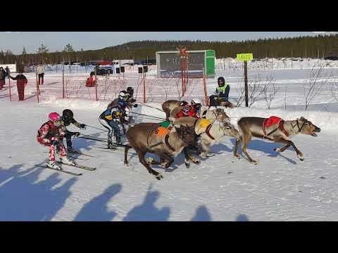 LIVE  Porokilpailut / Reindeer Races