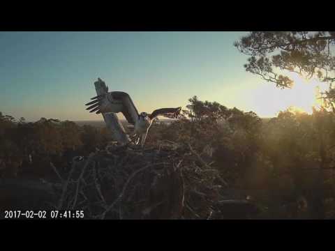 Osprey Adds Nesting Material – Feb. 2, 2017