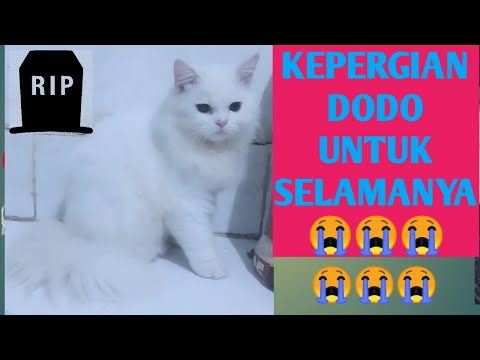 good bye forever my cat(+Subtitle)