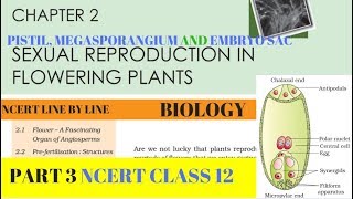 Part-3 SEXUAL REPRODUCTION IN FLOWERING PLANTS chapter-2 NCERT class 12th biology