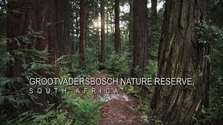 preview picture of video 'Grootvadersbosch Nature Reserve'