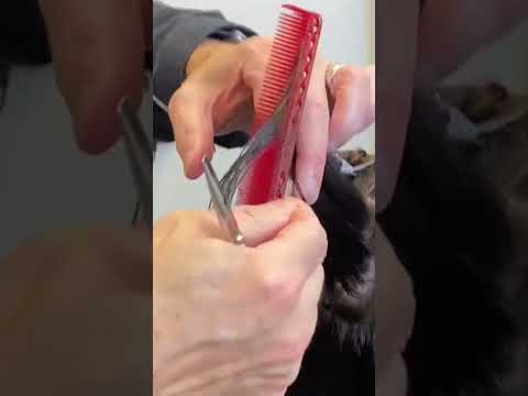 On trend Wolfcut for 2023