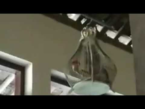 Perkutut punden suaranya sangat istimewa