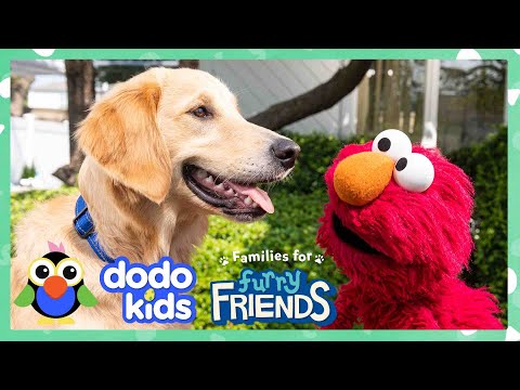 Elmo Helps The Most Energetic Shelter Dog Find Perfect Forever Family With Dodo Kids + Sesame Street