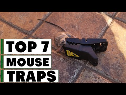 7 Best Mouse Traps for Effective Rodent Control