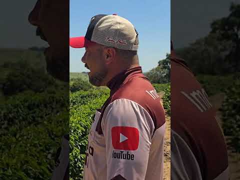 Chácara com 16 mil pés de café em Japira – Produtiva e com água própria R$ 770 mil