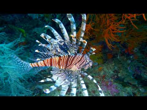 Dive Site "Dunia Kecil", Misool, Raja Ampat, Indonesia