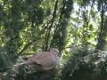 The Album Leaf: There is a wind (extract)