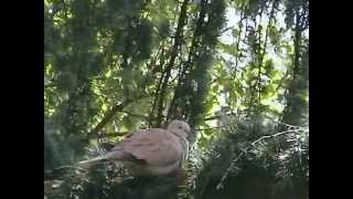 The Album Leaf: &#39;There is a wind&#39; (extract)