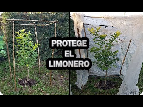 Como Proteger El Limonero De Las Heladas En Invierno O Cualquier Cítrico || La Huertina De Toni