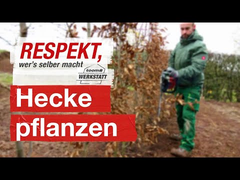 Planting hedges correctly | toom workshop