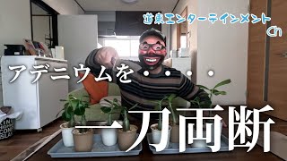 【塊根植物】アデニウムオベスムを一刀両断、枝を増やすため剪定してみた