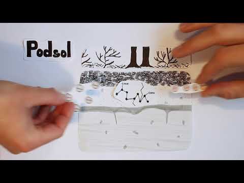 Podsol Teil 1