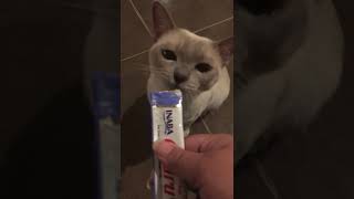 Cat Tricks - Clicker Training for Tonkinese - Simple Command: Sit