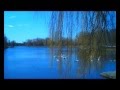 Клип-Lesopval Beliy lebed na prudu-23-03-2013g ...