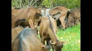Chèvres Alpines des Tourelles - Reproduction naturelle N°2