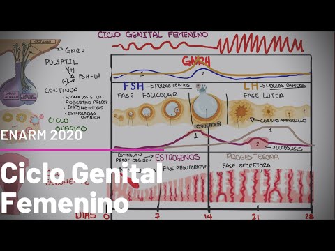 Physiology of the Female Sexual Cycle: hormonal, ovarian, and uterine. #ENARM
