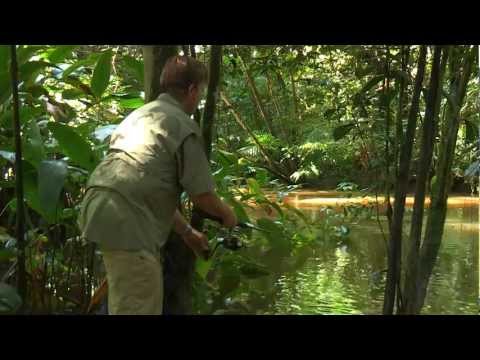 Real Adventure with Tomahawk: Amazonia  Part 2