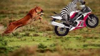 The La La Song by Zebra