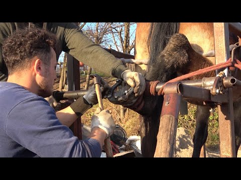 Iapa lui Vlad de la Hereclean, Salaj - La potcovit - 2022