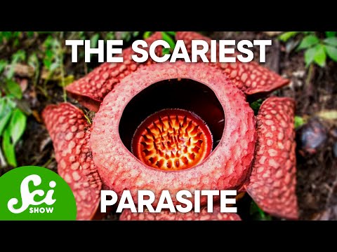 The Creepiest Parasites in Nature