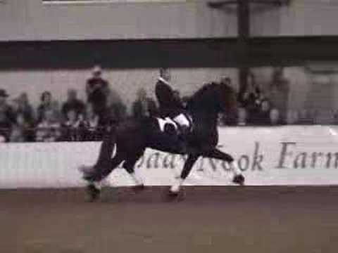 Friesian Stallion Mintse 384