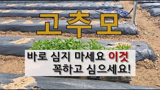 고추 모 바로 심지 마세요 이것 꼭 하고 심으세요! #고추 뿌리 활착 빠른 방법 #고추모종 심는 시기