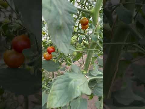 なぜトマトは育たないのでしょうか？この夏、すべてのチャンスを味方につけるためにすべきこととしてはいけないこと!  庭園