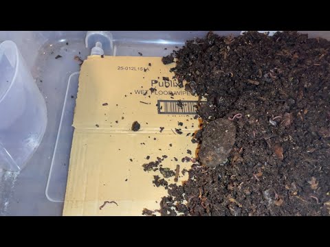 Prepping Grow Out Bin for Castings Harvest