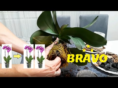 , title : 'Razmnozavanje orhideja Phalaenopsis -  podeliti orhideju'