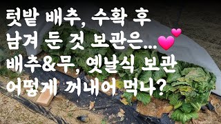 텃밭 배추, 수확 후 남겨 둔 것 보관은... 