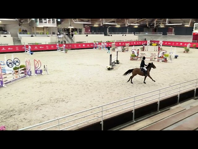 Ruin Franse rijpony PFS Te koop 2018 Donker bruin / bai