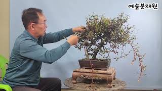 분재관리 573강 초설단장 - 마삭줄 언제 어떻게 자르지?