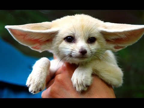 10 Cutest Animals In The World