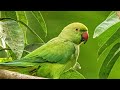 Loud Parrot Chirping Natural Parrot Sounds Parrot Calling Sounds