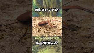 【昆虫】有名なカブクワと名前が同じムシ達【ゆっくり解説】＃昆虫＃ゆっくり解説