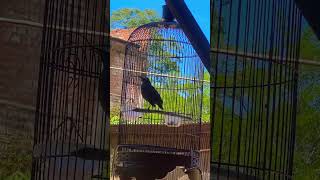 Download lagu Anis siberian dengan kicauan halus yang sangat merdu mp3