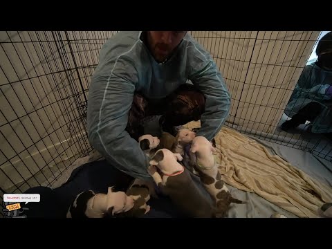 HasanAbi March 19, 2023 – LOOKING AT PUPPIES in Dog Shelters w/ Valkyrae, Fuslie, Miyoung