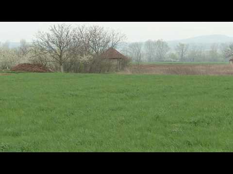 Info - Padavine popravile stanje ozimih useva ( TV KCN 02.04.2026)