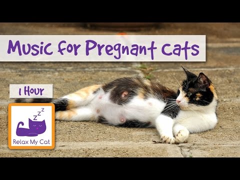 Music for Pregnant Cats, Help them Give Birth to Kittens Peacefully 🐱 #PREGNANT02
