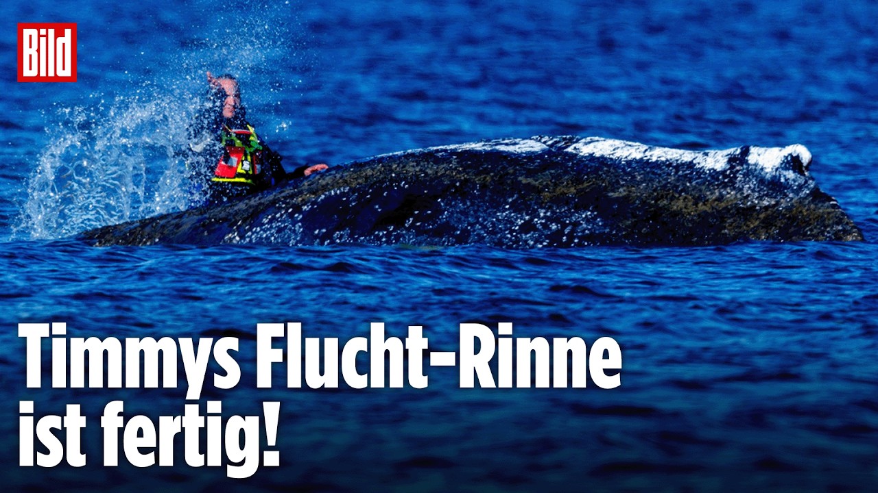 🔴 Tag 26 – Die Rettung vom Ostsee-Wal Timmy geht weiter | BILD LIVE