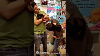 Download lagu Can't help Falling in love #dog #doglovers #puppy #newpet #pets #instadog #emotional #music #shorts mp3