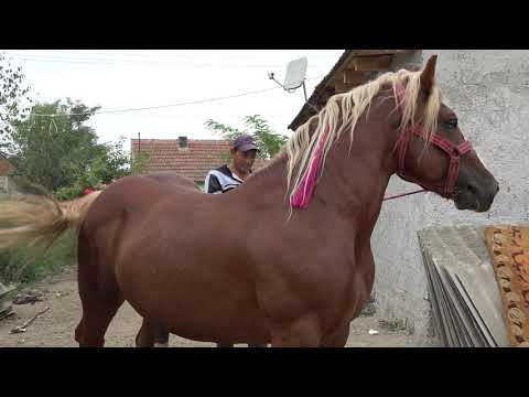 Caii lui Balint si Csabi de la Ambud, Satu Mare  2018