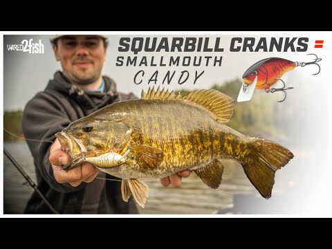 Squarebill Crankbait Fishing Springtime Smallmouth Bass