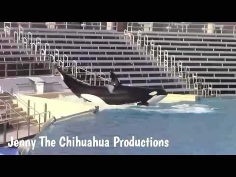Orca Training Session Highlights