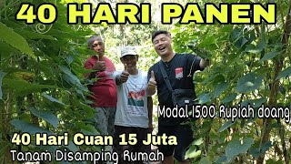 Download lagu Tanaman Yang Menghasilkan Uang Cepat mp3